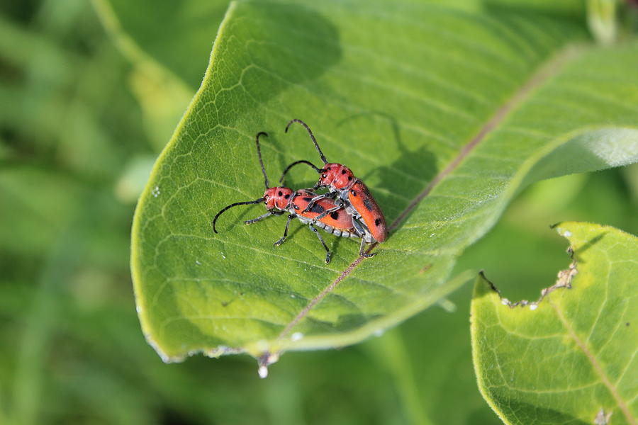 Red Milkweed Beetles Photograph by Callen Harty