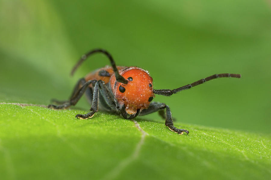 Nature Photograph - Red Milkweed Beetle 1 by Frank Cianciolo