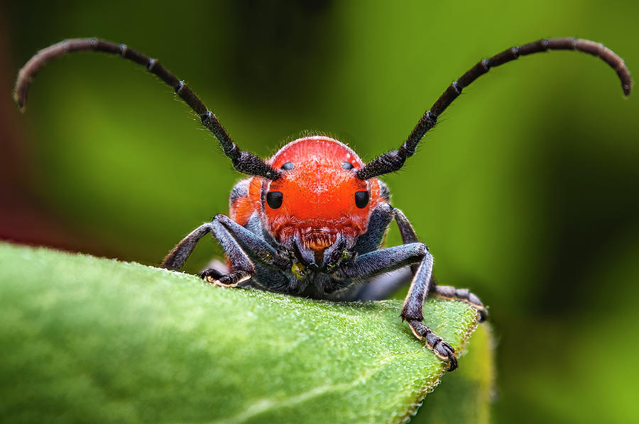 Red Milkweed Longhorn Beetle Photograph By Aron Sanzio 