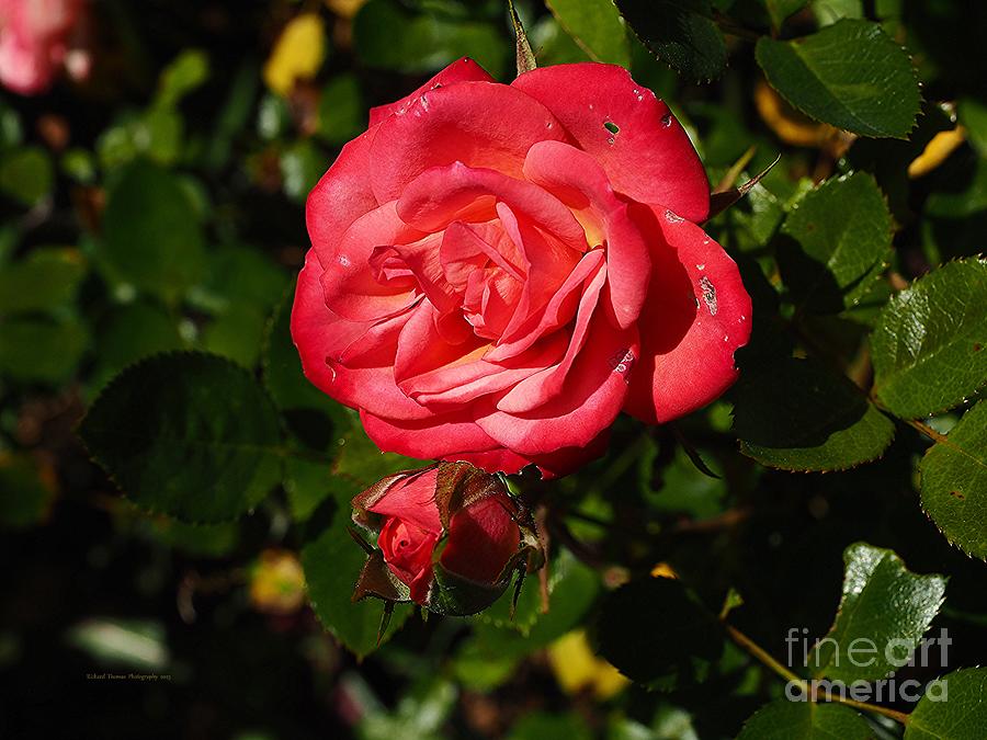 Red Miniature Rose and Bud Photograph by Richard Thomas