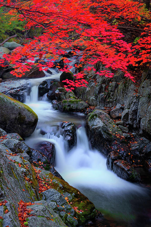 Red Mist Photograph by Safran Fine Art - Fine Art America