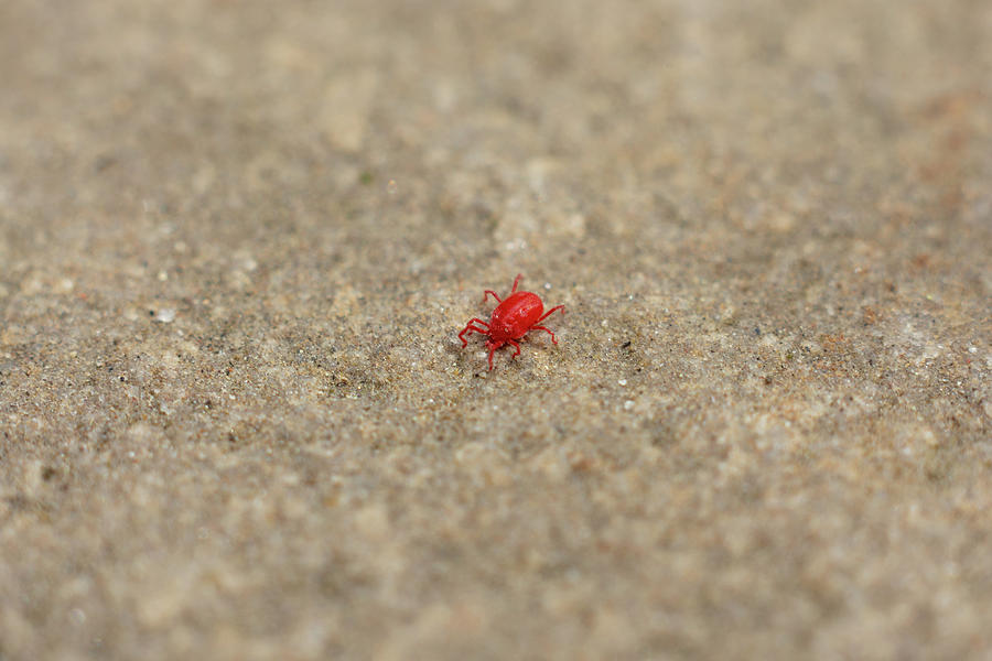 Red mite on concrete Photograph by Scott Lyons
