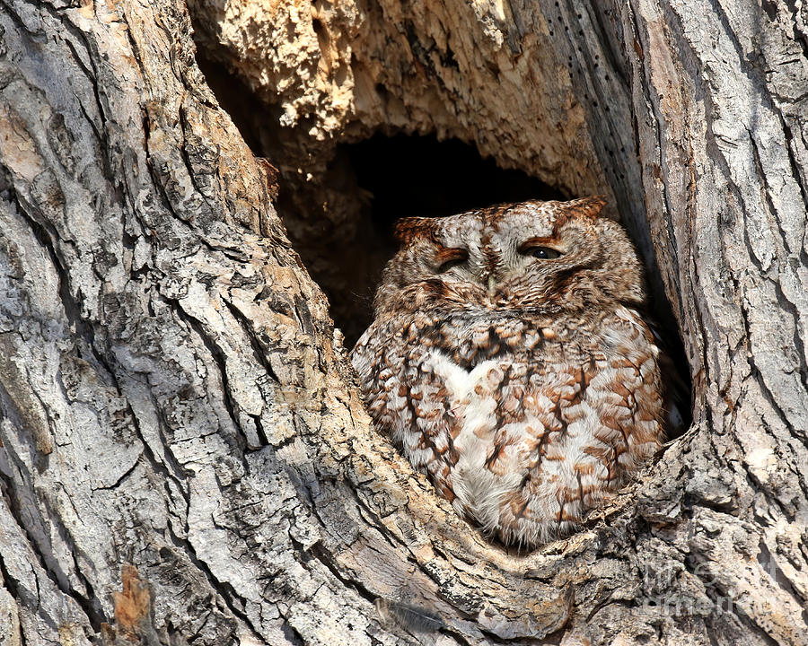 Red morph screech owl Photograph by Heather King