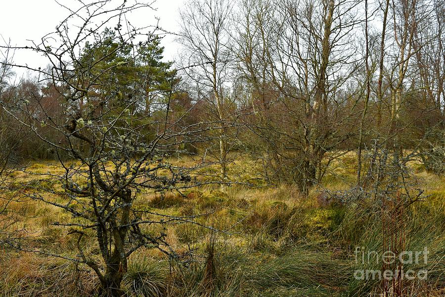 Red Moss Reserve - Edinburgh Photograph by Yvonne Johnstone