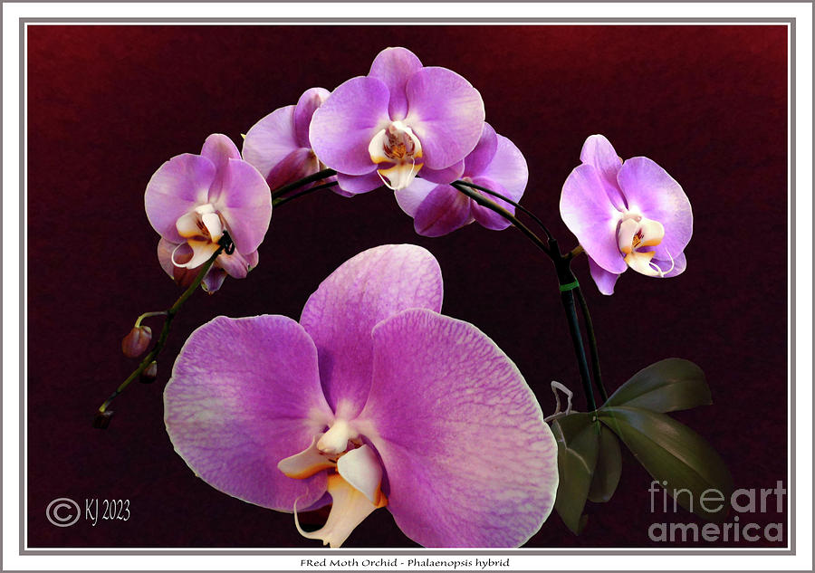 Red Moth Orchid - Phalaenopsis hybrid Photograph by Klaus Jaritz