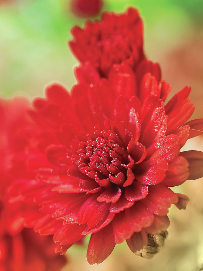 Red Mums In The Morning Dew Photograph