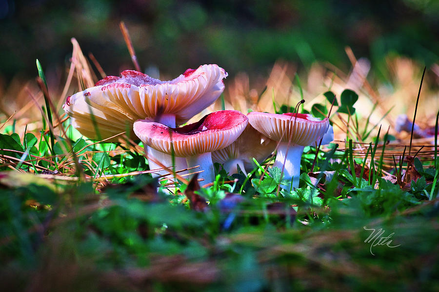 Red Mushrooms Photograph by Meta Gatschenberger
