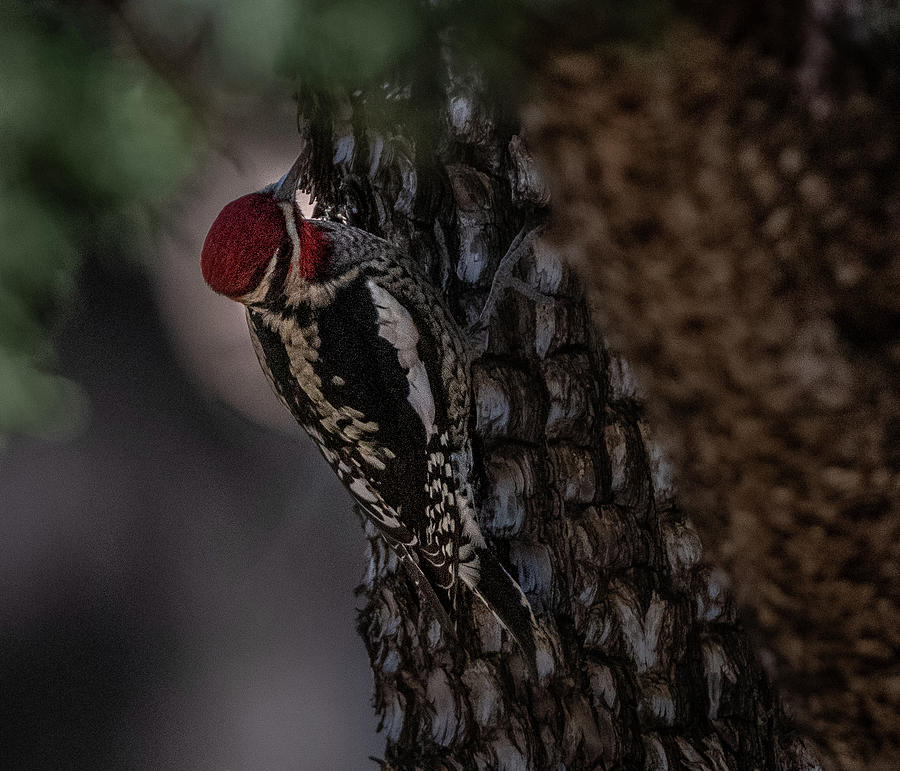 Red-naped Sapsucker Photograph by Hershey Art Images