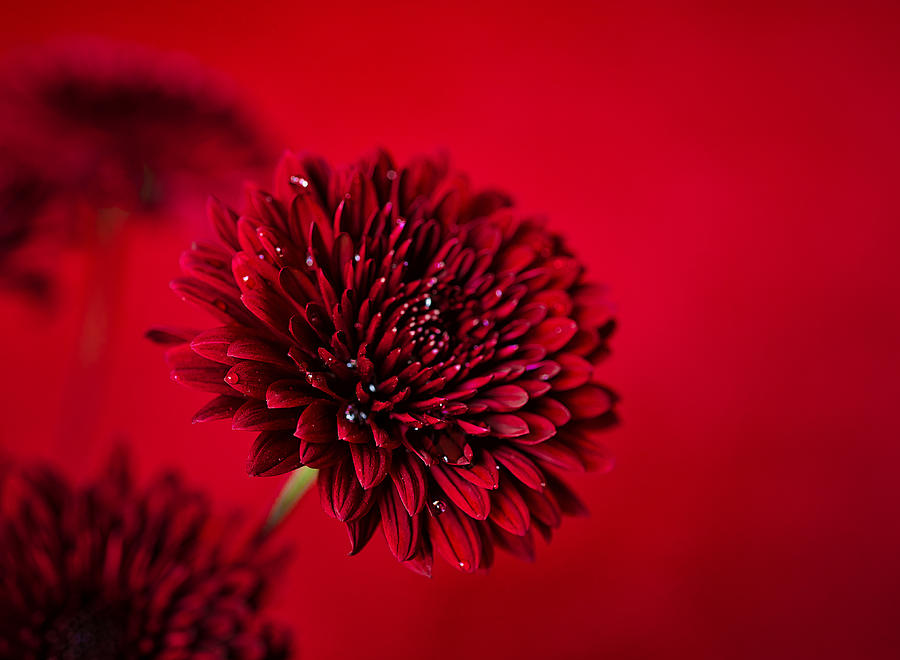 Red Photograph by Natalia Ganelin