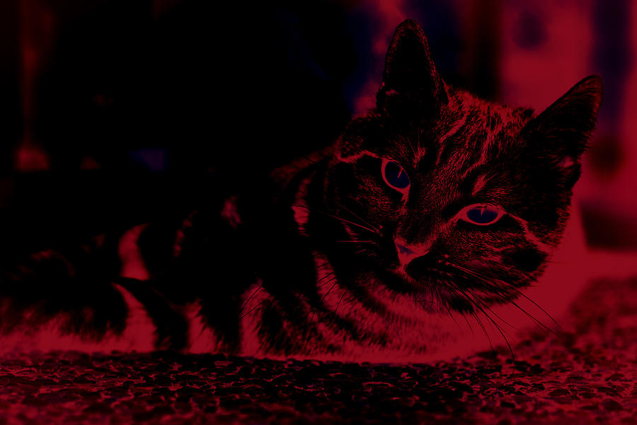 Red Natural Lying Cat. Abstract. Dark. Black Background. Digital Art by