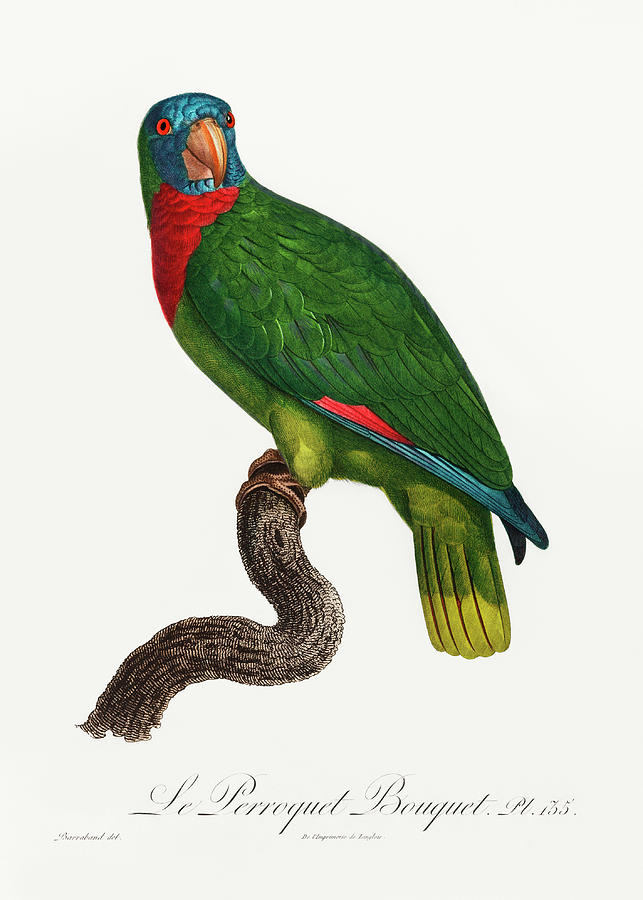 Red Necked Amazon Parrot Mixed Media by World Art Collective