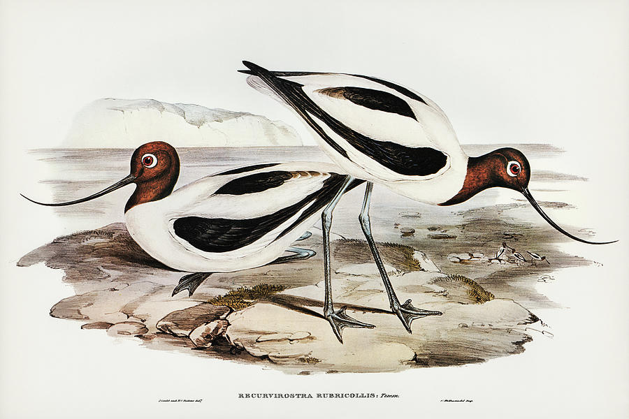 John Gould Drawing - Red-necked Avocet, Recurvirostris rubricollis by John Gould
