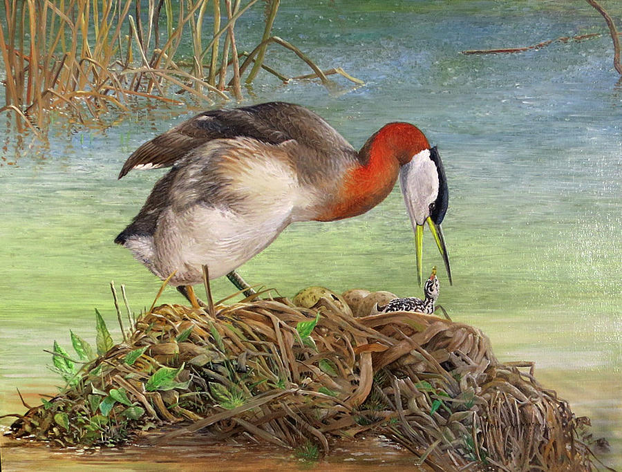 Red-necked Grebe at Nest Painting by Barry Kent MacKay