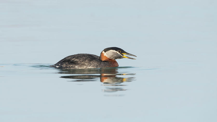 Red-necked Grebe Photograph by CR Courson