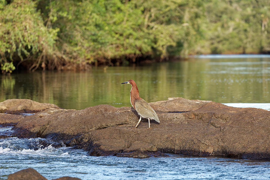 Red-necked heron at Iguazu Falls Photograph by Mark Meredith