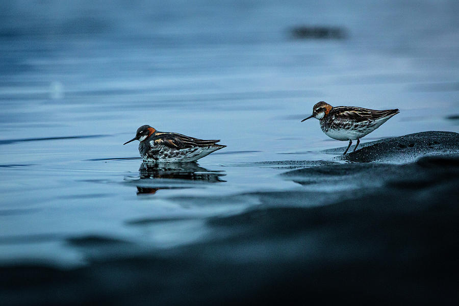 Red-necked Phalarope Photograph by Ruben Vicente