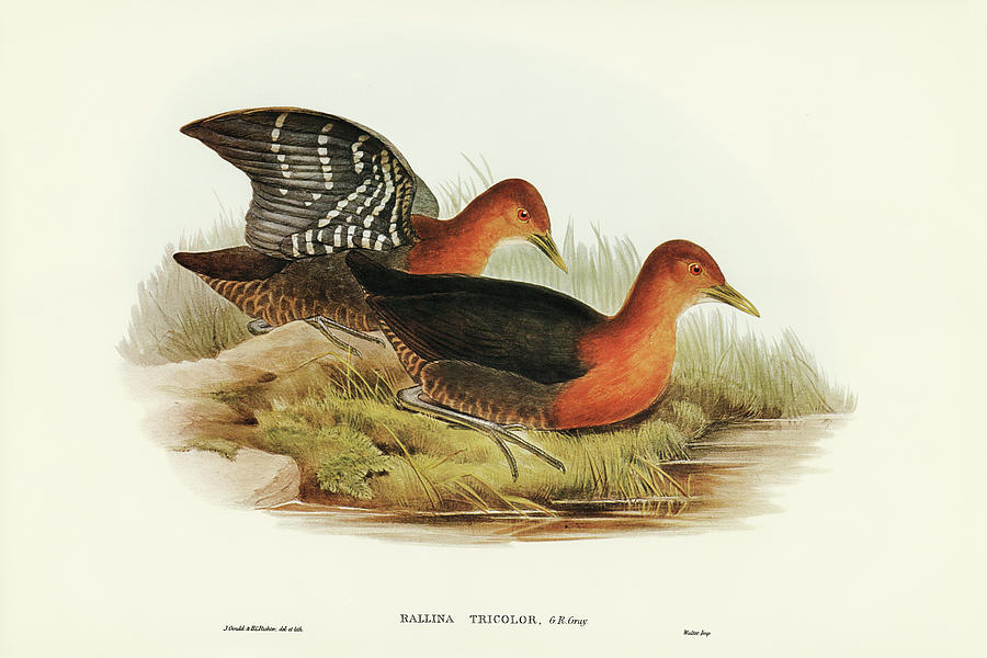 John Gould Drawing - Red-necked Rail, Rallina tricolor by John Gould