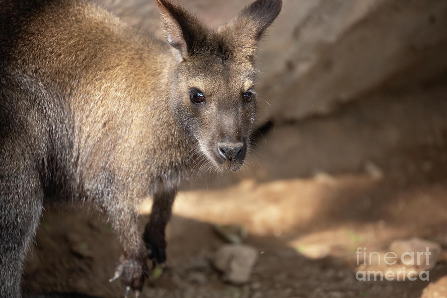 Red-Necked Wallaby Photograph by Eva Lechner