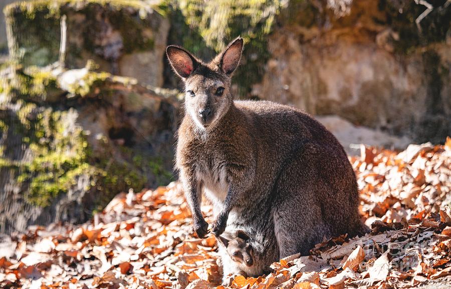 Red necked wallaby with joey in a pouch Photograph by Michal Bednarek