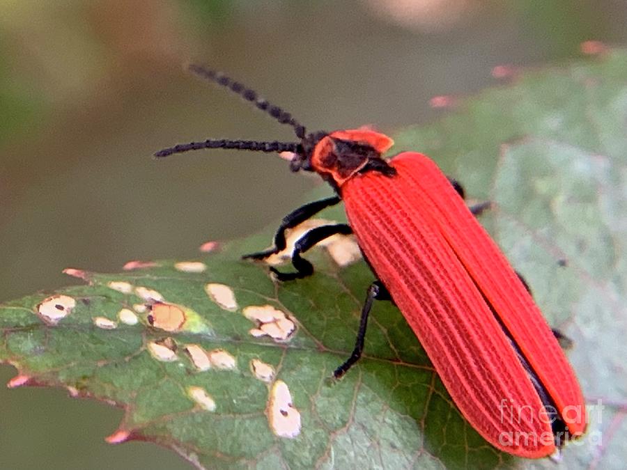 Red Net Winged Beetle Photograph by Catherine Wilson - Fine Art America