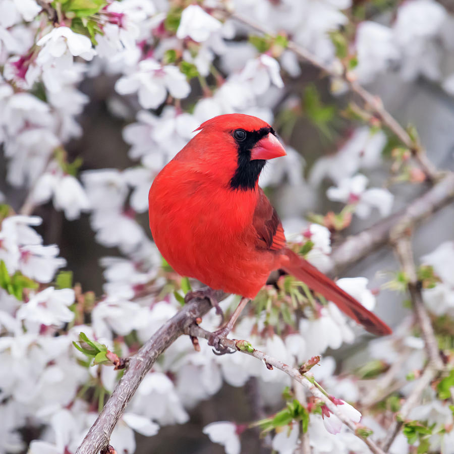 Red Northern Cardinal Male with White Spring Flowers Square Photograph by Terry DeLuco