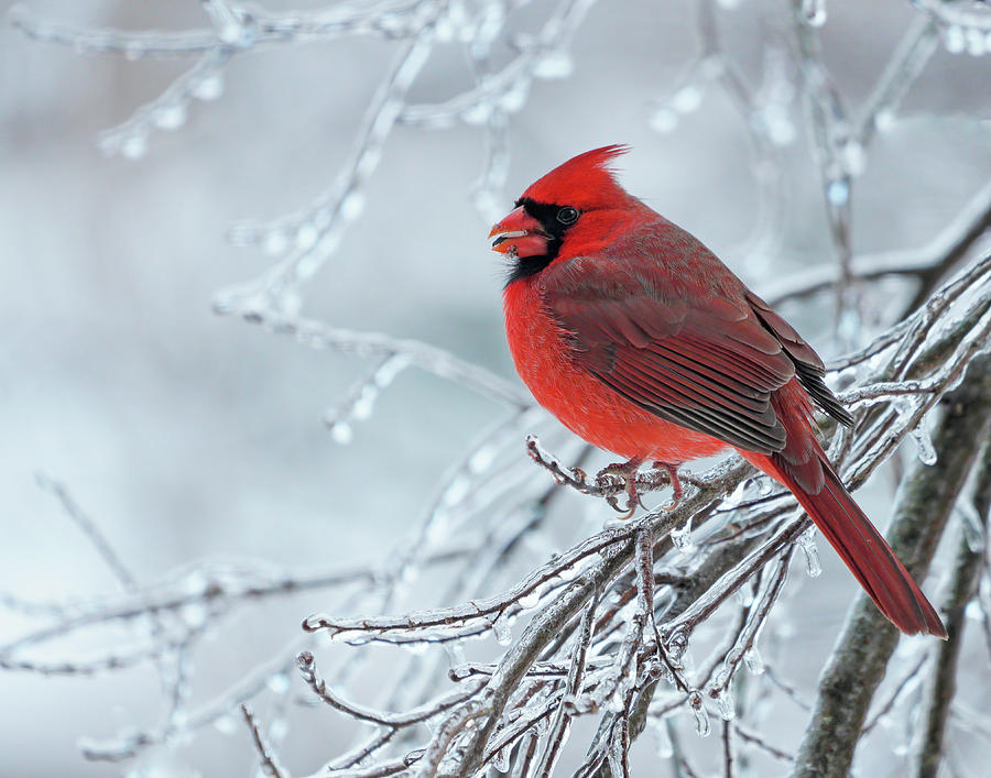 Red northern Cardinal on ice Photograph by Jack Nevitt - Fine Art America