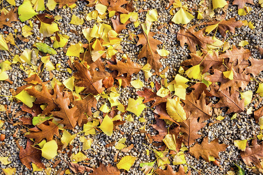 Red oak and Ginkgo biloba leaves on pebble ground Photograph by Viktor Wallon-Hars