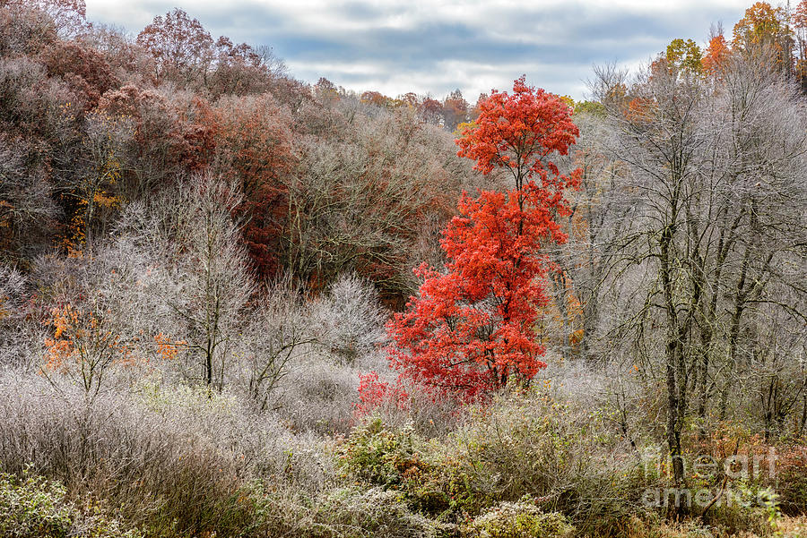 Tree Photograph - Red Oak and Hoarfrost  by Thomas R Fletcher