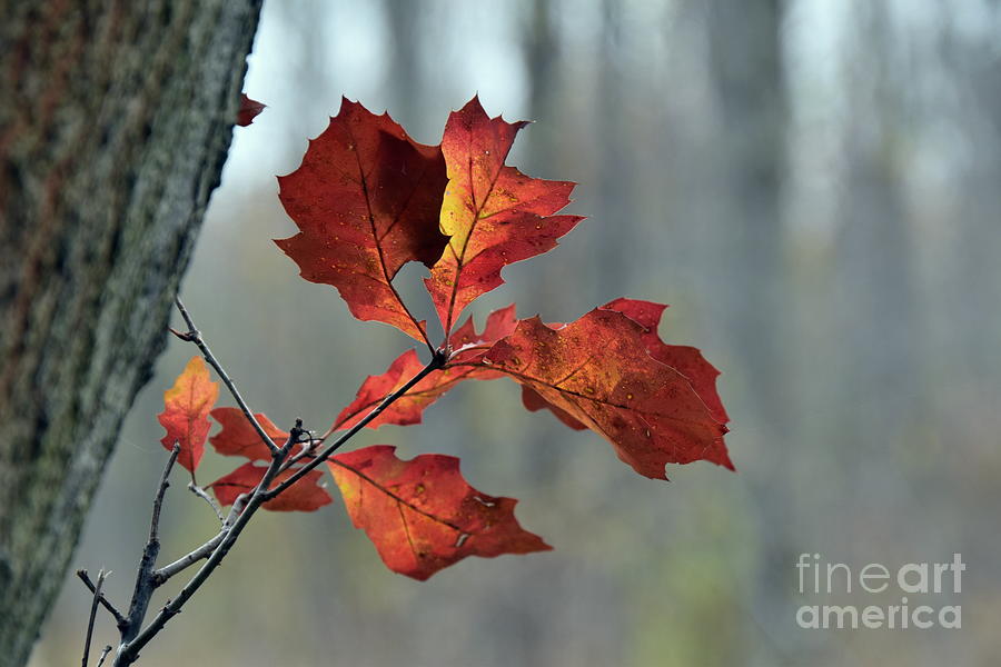Red Oak Photograph by James Lloyd