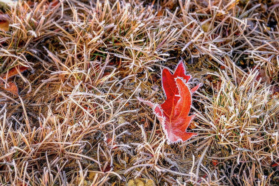 Red Oak Leave, Frosted Grass Photograph by Jeff Sinon
