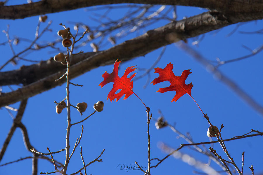 Red Oak Leaves Photograph by Debby Richards