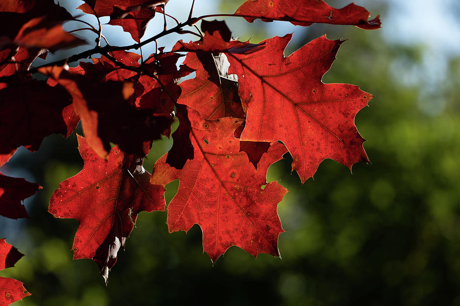 Red Oak Leaves In Autumn Photograph by Artur Bogacki
