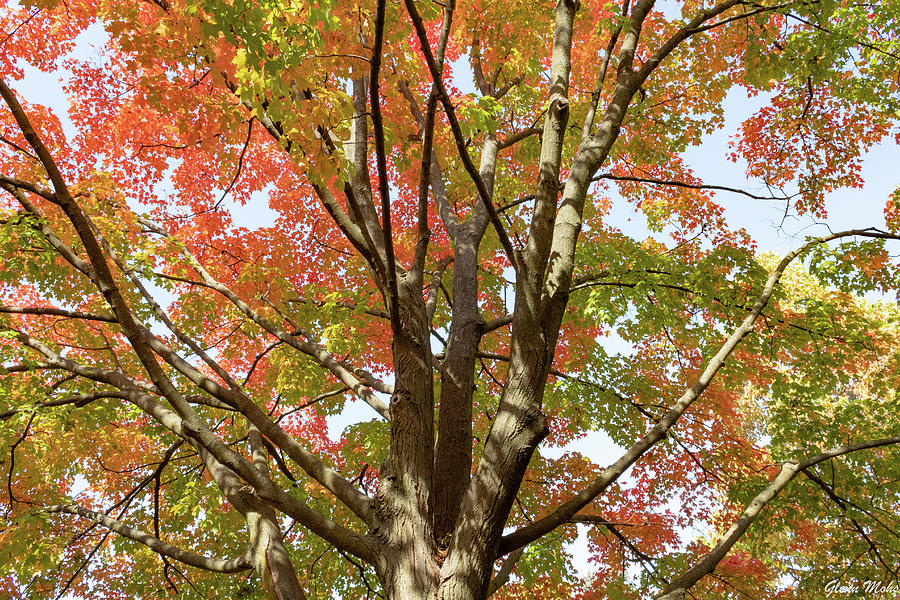 Red Oak Tree Photograph by GLENN Mohs