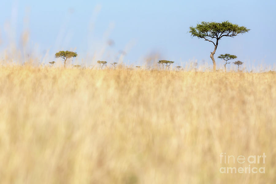 Red-oat grass and acacia trees in the Masai Mara, Kenya. Photograph by Jane Rix