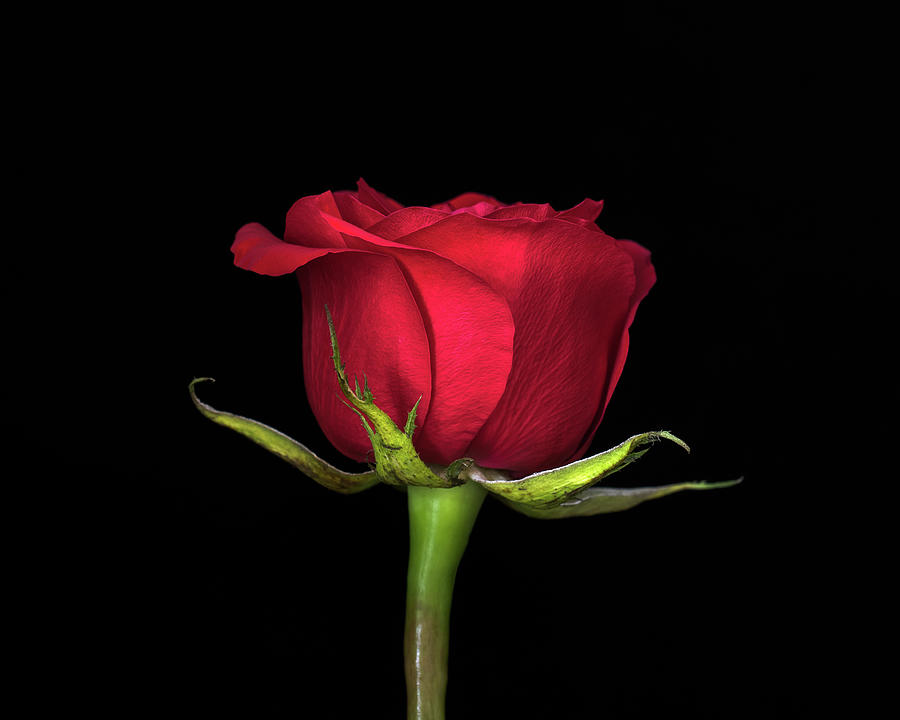 Rose Photograph - Red on Black by R Scott Duncan Rose Photograph - Red on Black by R Scott Duncan