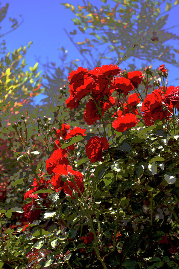 Red on Blue Photograph by Engle Meredith Red on Blue Photograph by Engle Meredith