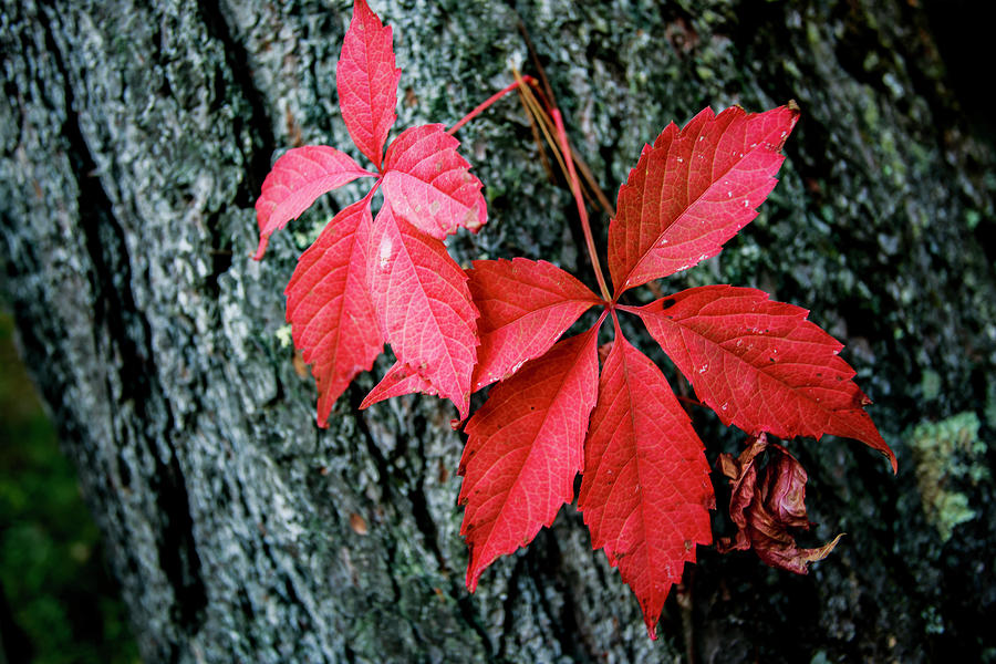 Red on Gray Photograph by Neal Nealis