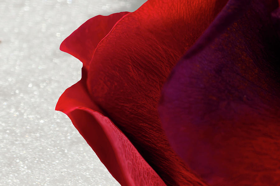 Rose Photograph - Red Rose on Snow by Lieve Snellings