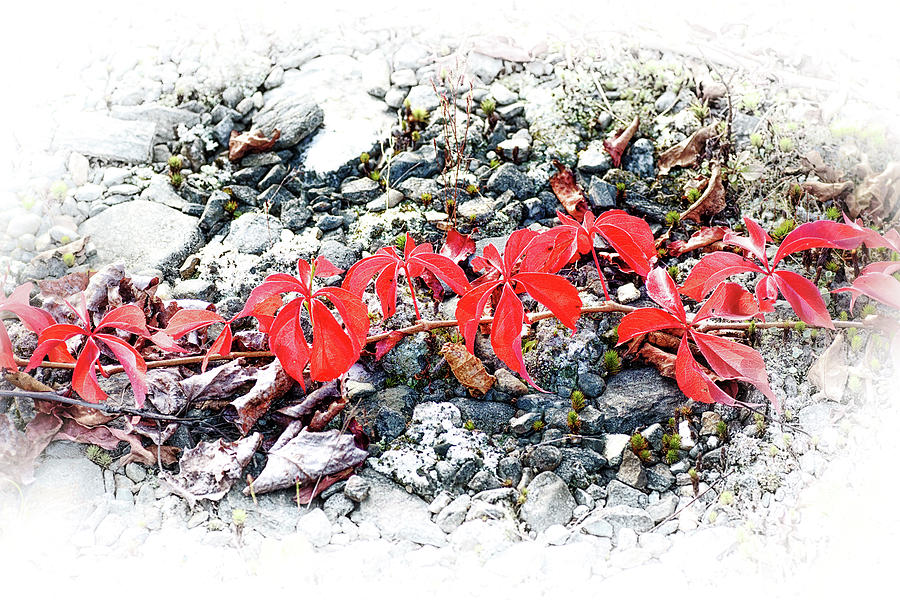 Red On The Rocks 2 Photograph by Sue Capuano