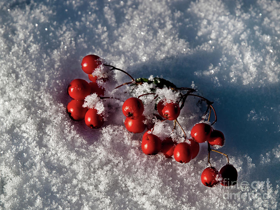 Red On White  Photograph by Tatiana Bogracheva