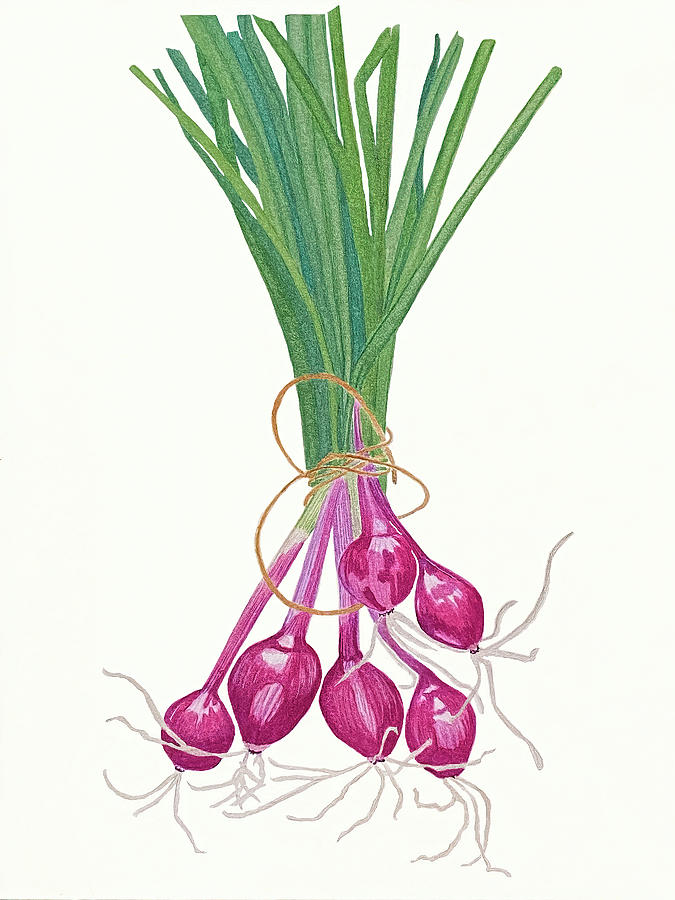 Red Onion Bunch Painting by Deborah League