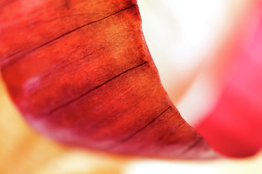 Red Onion Peel Curl Abstract Photograph