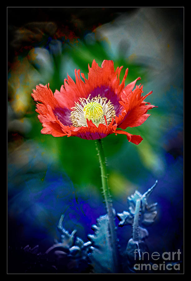 Red Opium Photograph by Nick Eagles | Fine Art America