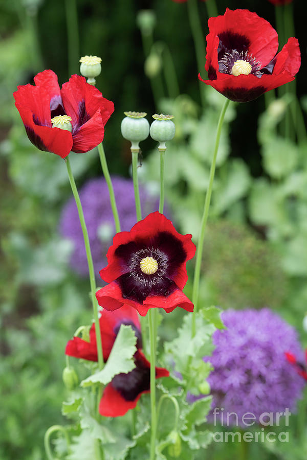 Red Opium Poppies in an English Garden Photograph by Tim Gainey