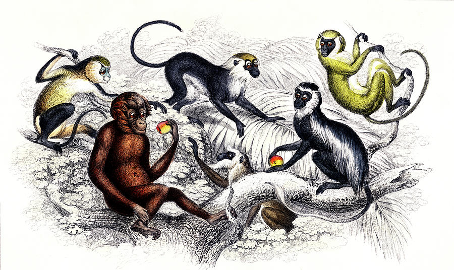 Vintage Drawing - Red Orang-Outang, Diana Monkey, Guereza Monket, Veried Monkey, Collared White-Eyelid Monkey by Oliver Goldsmith