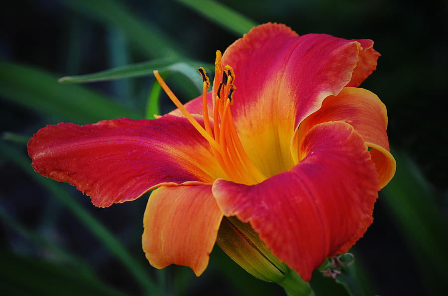 Red Orange and Gold Lily Flower Photograph by Gaby Ethington