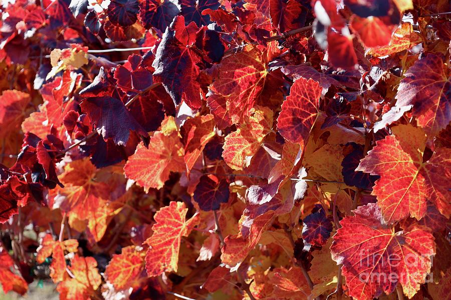 Red Orange and Yellow Grape Leaves Photograph by Carol Groenen