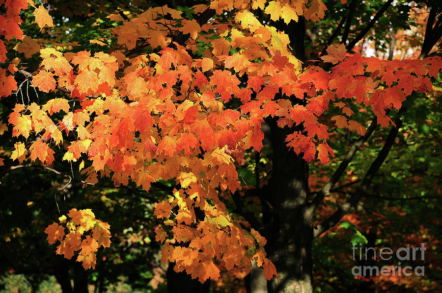 Red Orange and Yellow September  Photograph by Elaine Manley