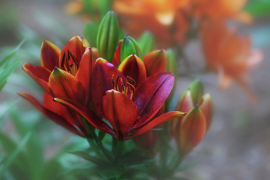 Red Orange Lily Photograph by Fon Denton