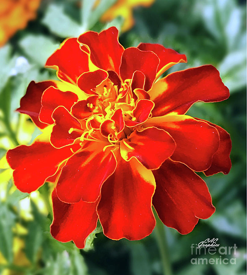 Red Orange Marigold Photograph by CAC Graphics